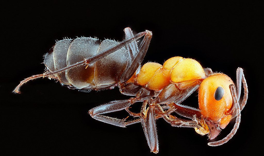 Ant Control service in Caldwell, ID