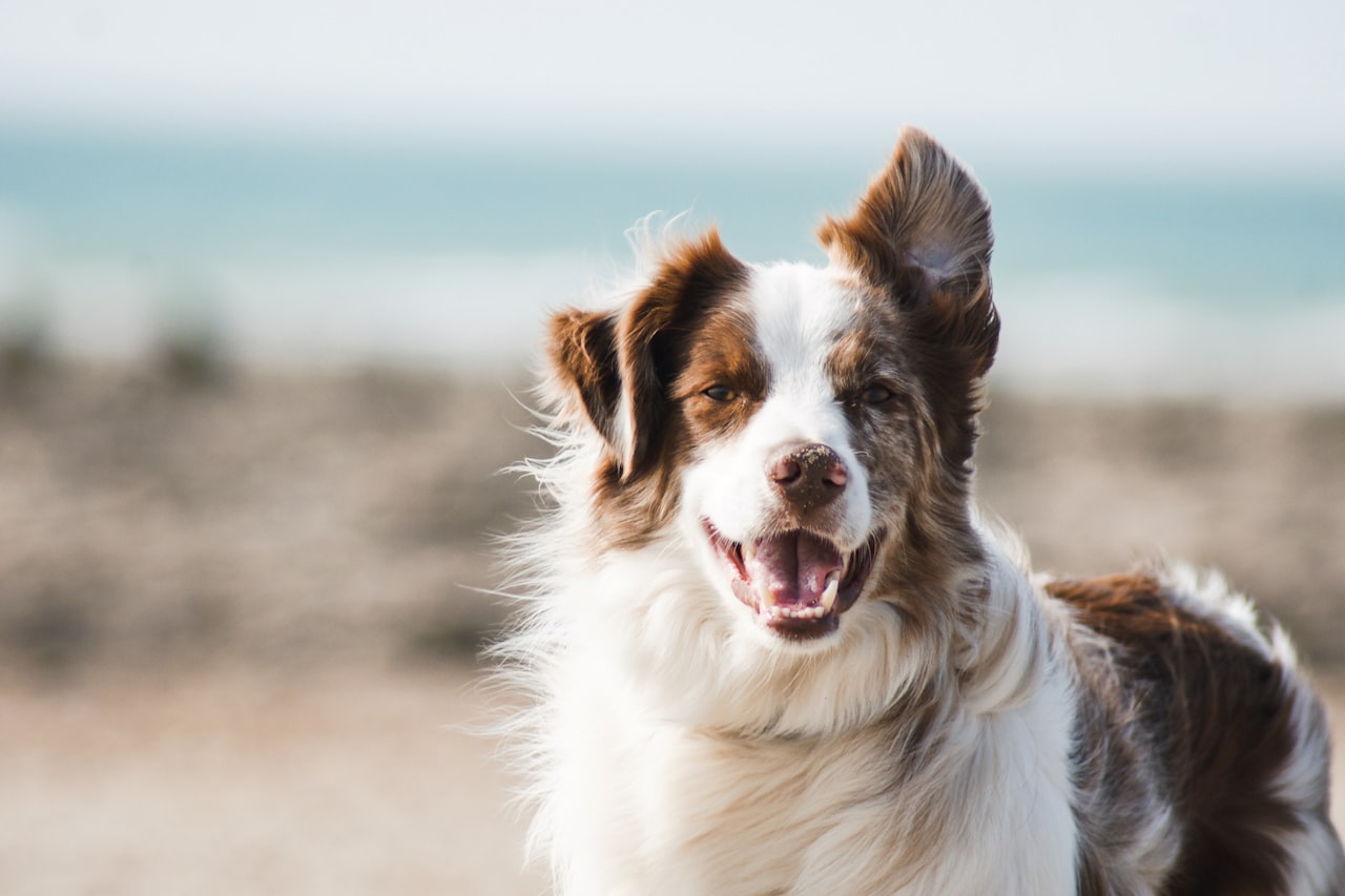Flea & Tick Control service in Caldwell, ID