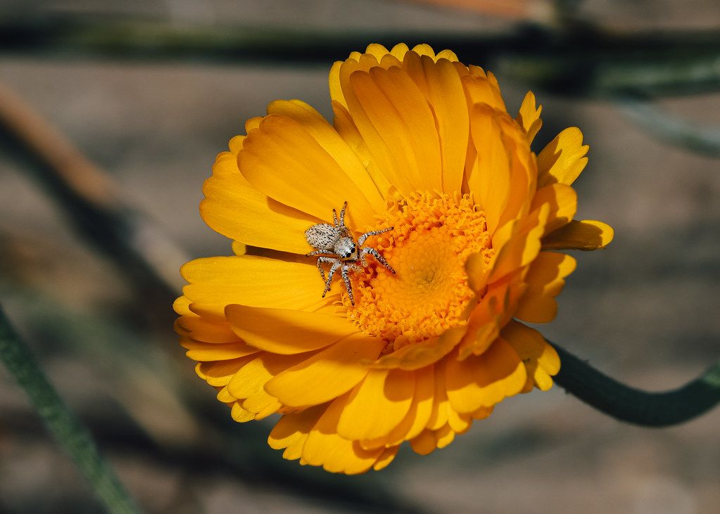 Spider Control service in Caldwell, ID
